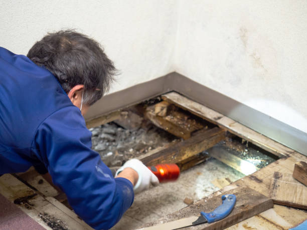 Best Emergency Mold Removal  in Lockport Heights, IL