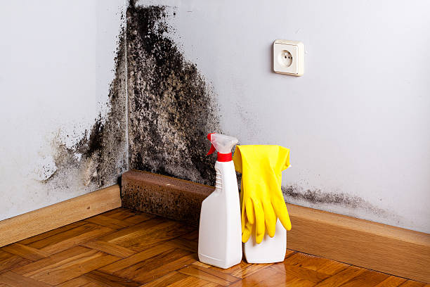 Mold Testing and Removal in Lockport Heights, IL